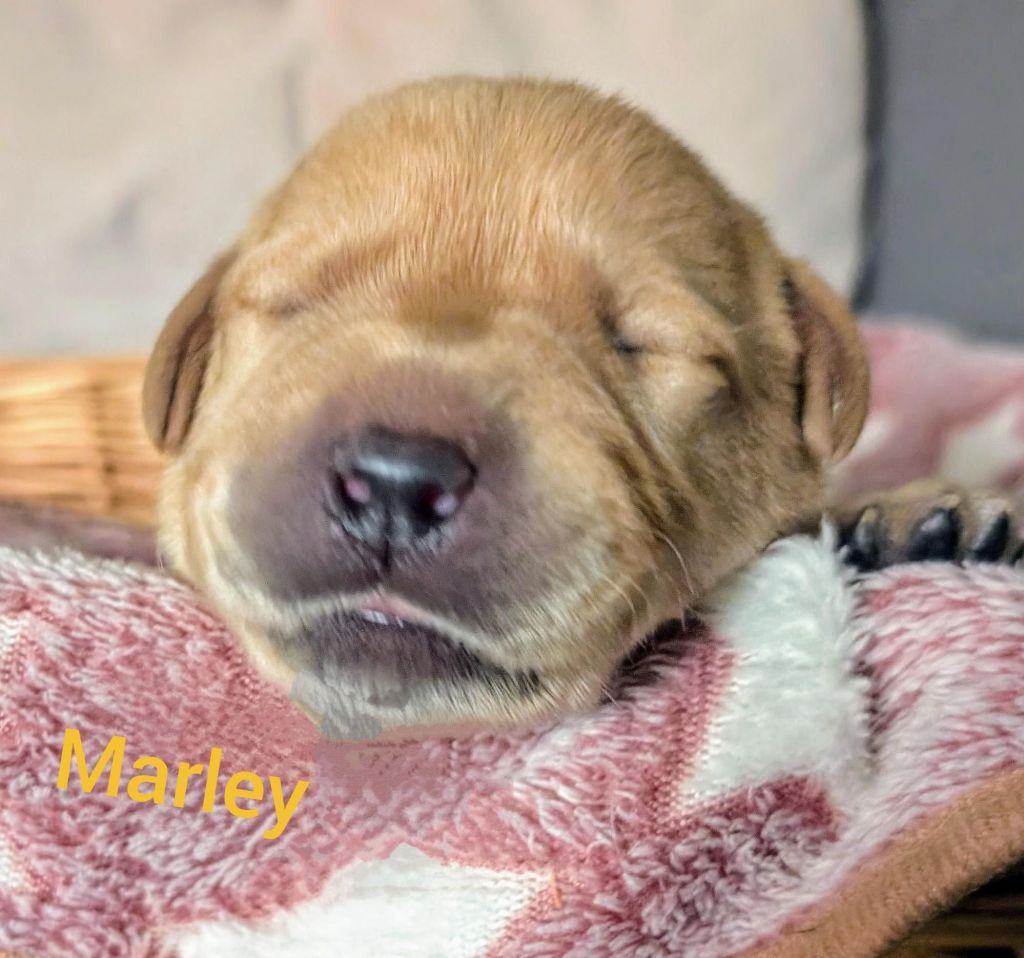 Marley.jpg