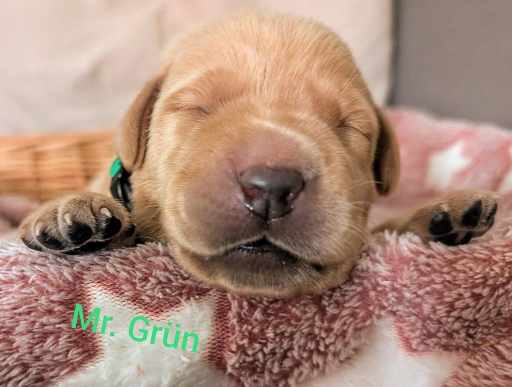 Mr. Grün.jpg