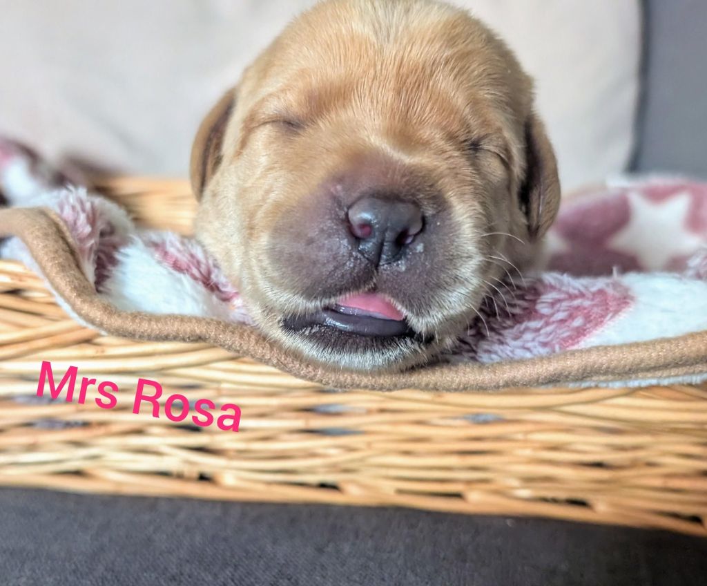 Mrs Rosa.jpg