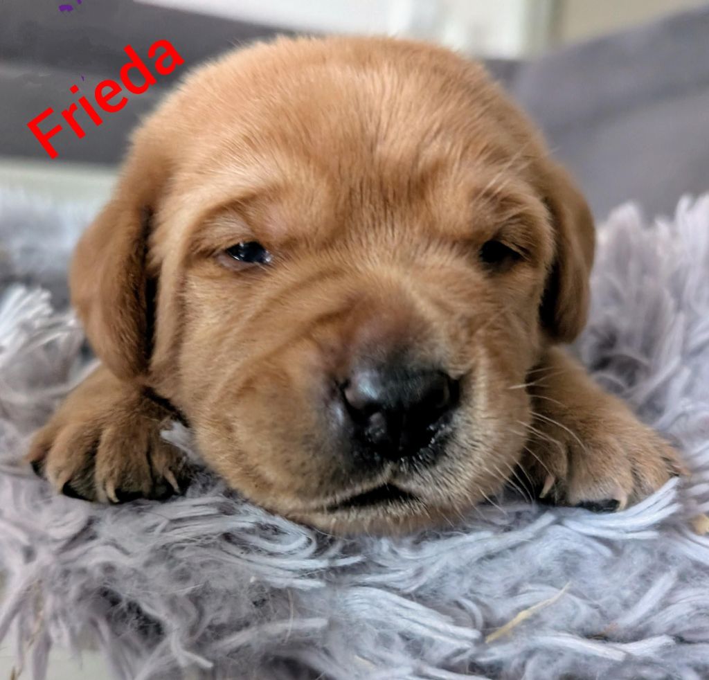 Frieda.jpg