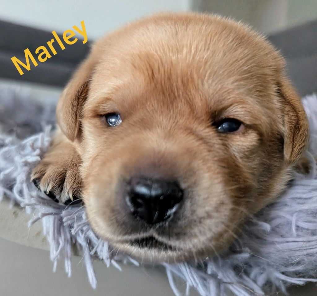 Marley.jpg