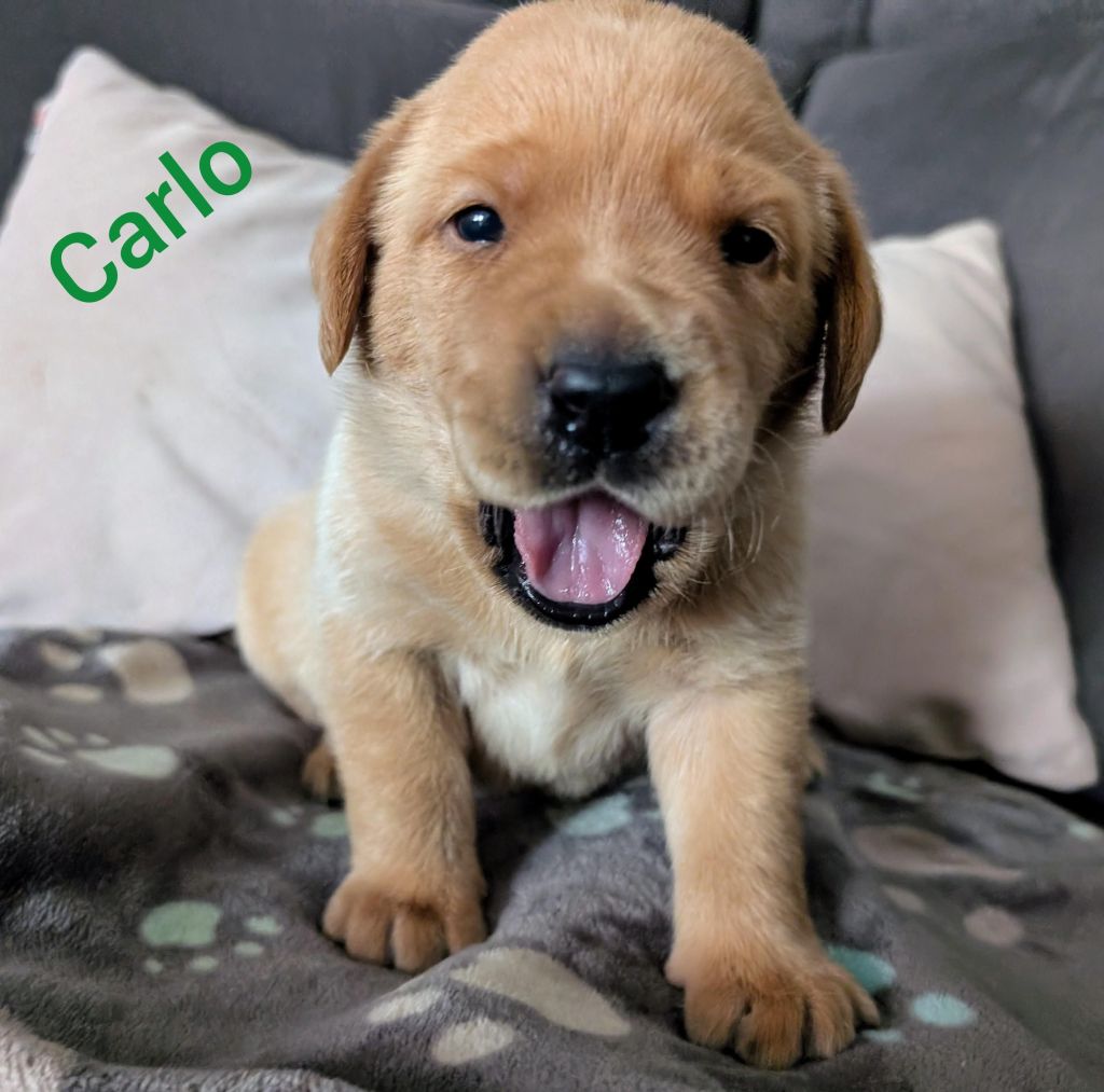 Carlo.jpg