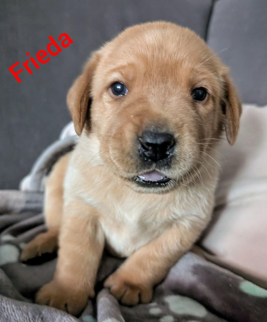 Frieda.jpg