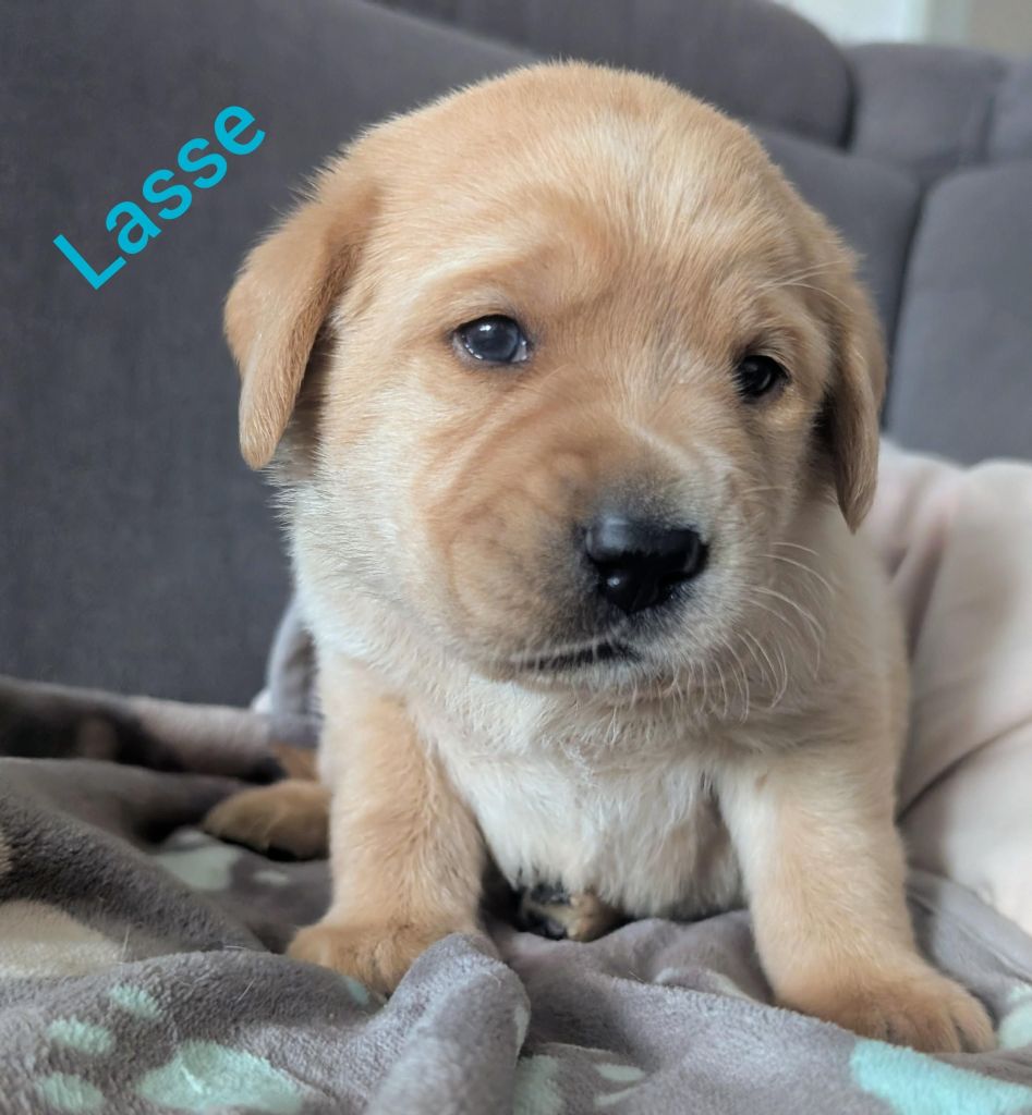 Lasse.jpg
