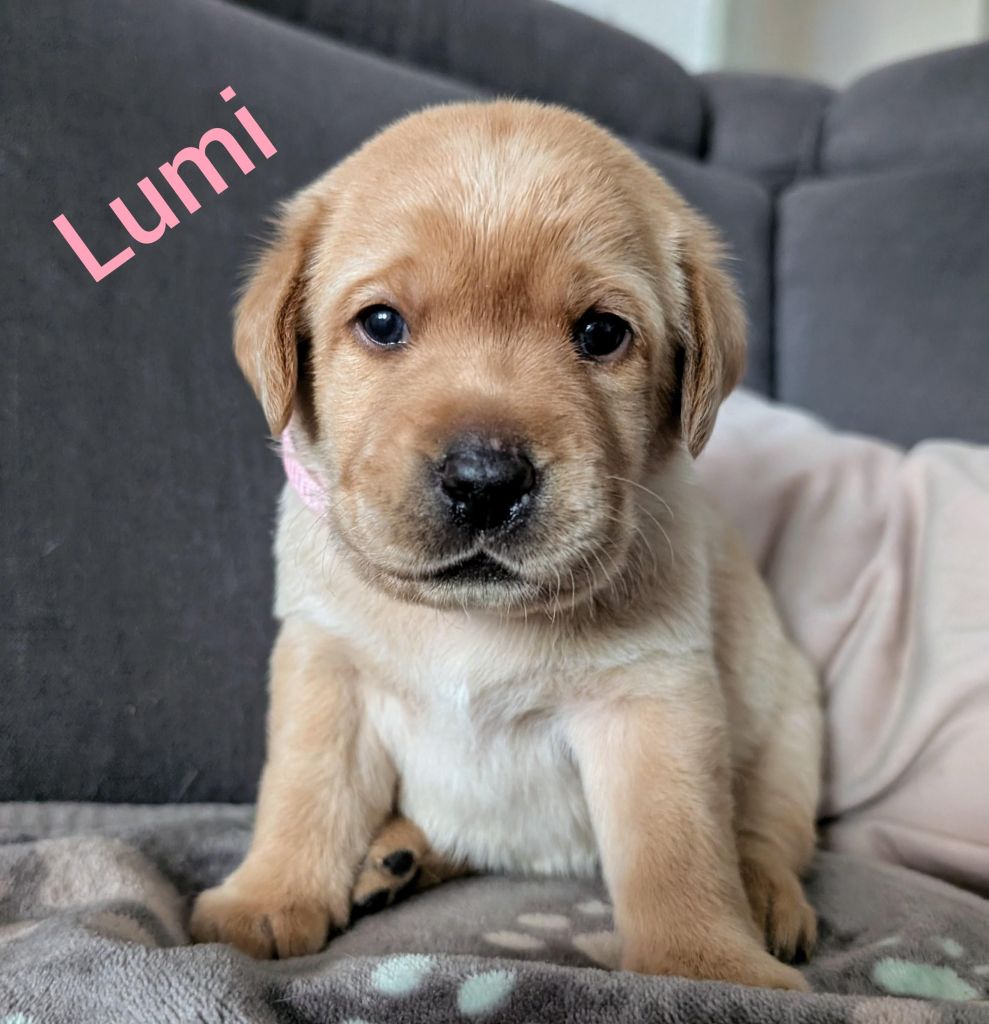 Lumi.jpg