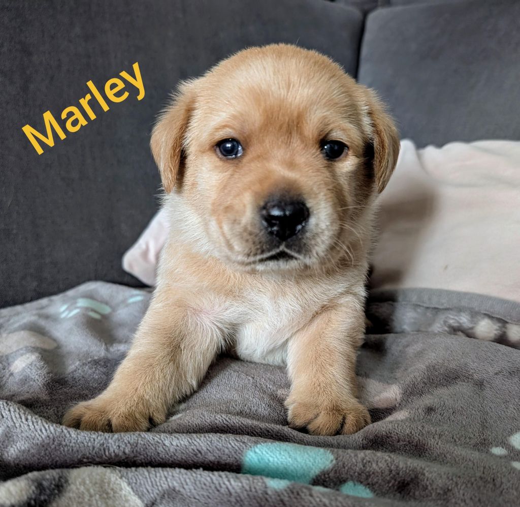 Marley.jpg