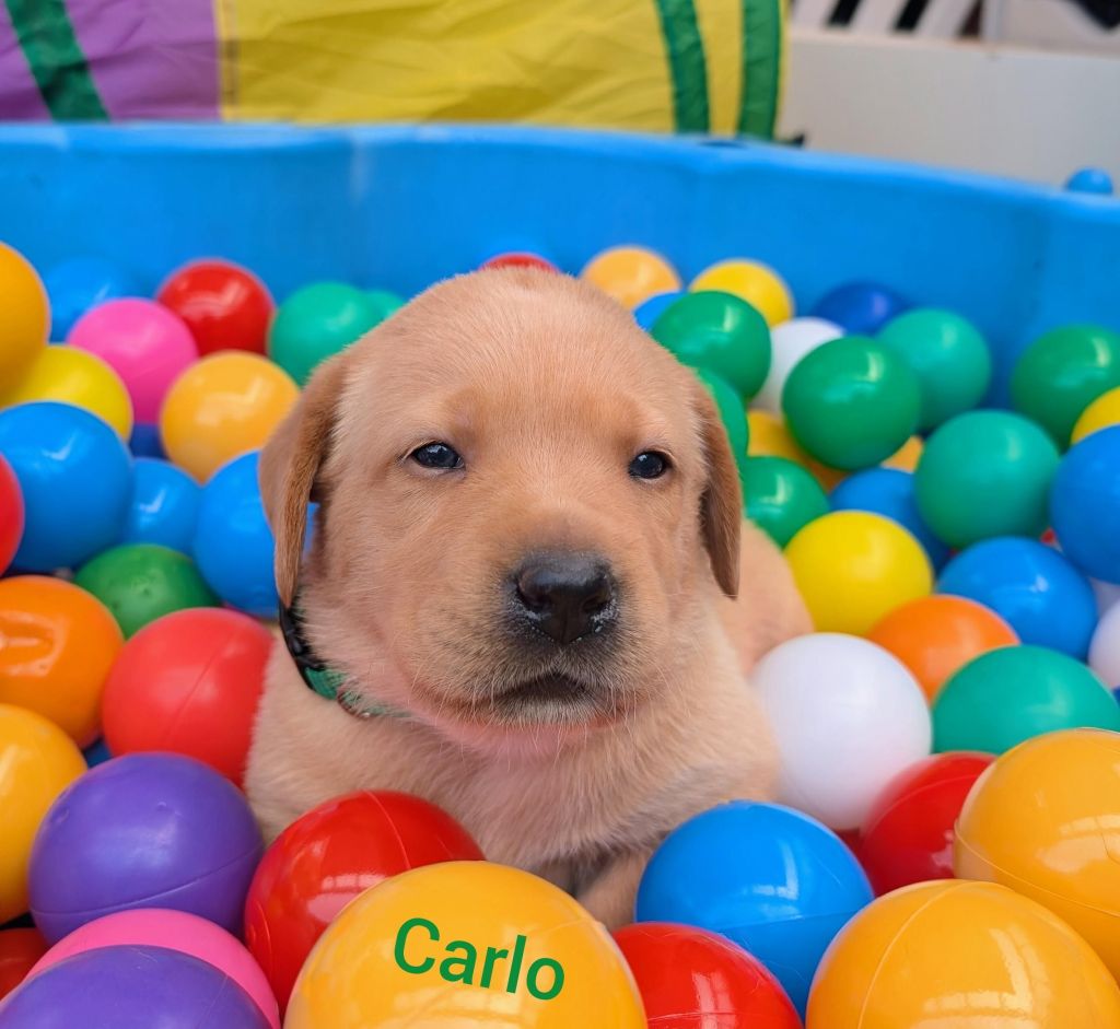 Carlo.jpg