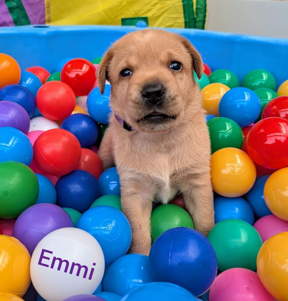 Emmi.jpg
