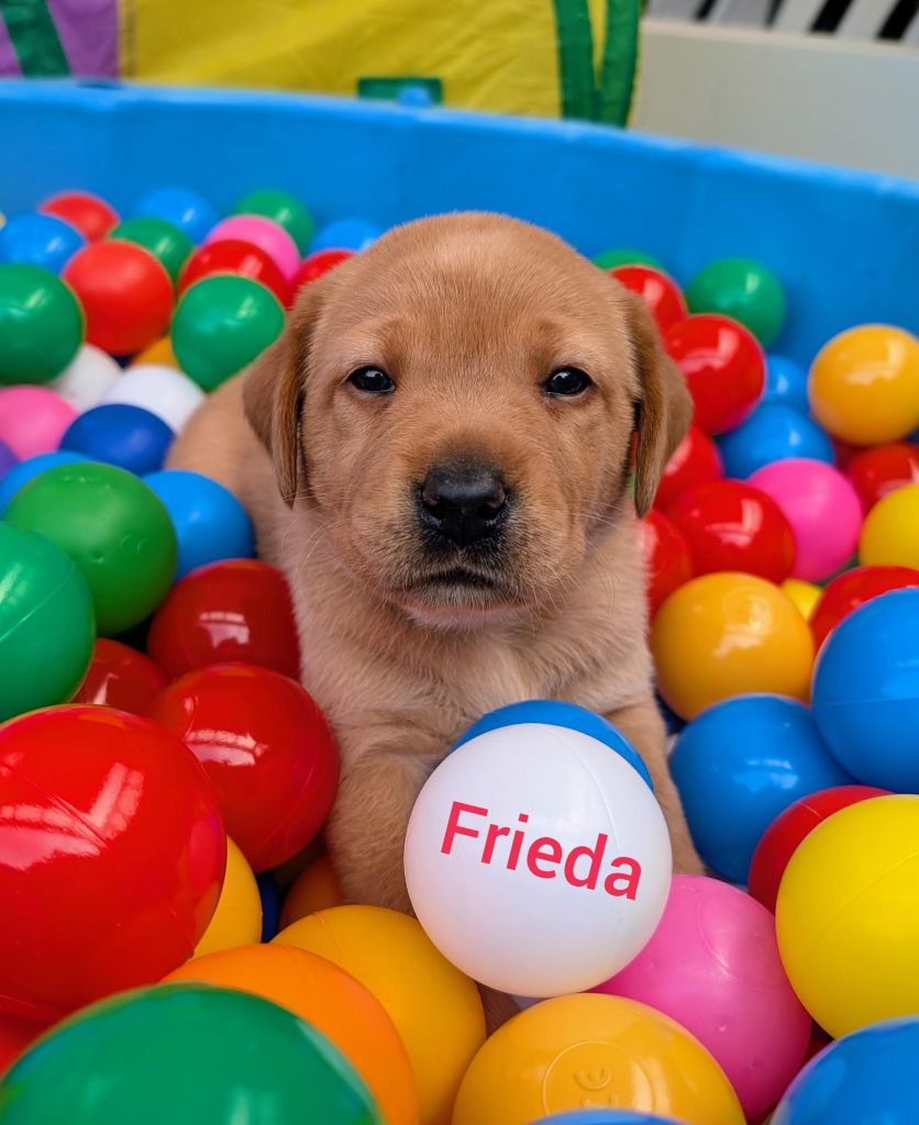 Frieda.jpg
