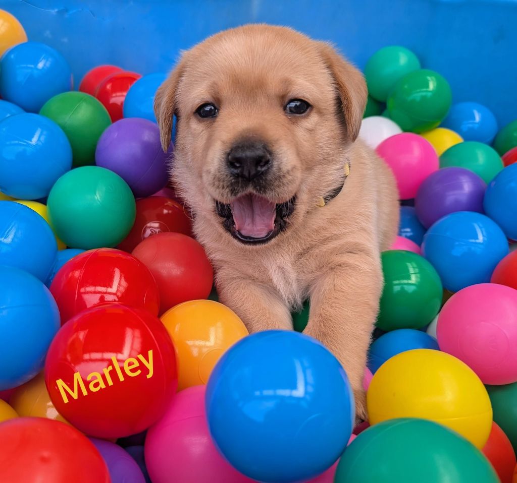 Marley.jpg