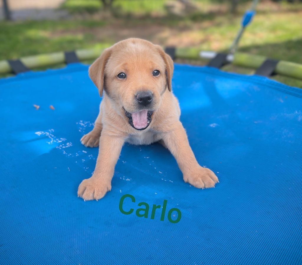 Carlo.jpg
