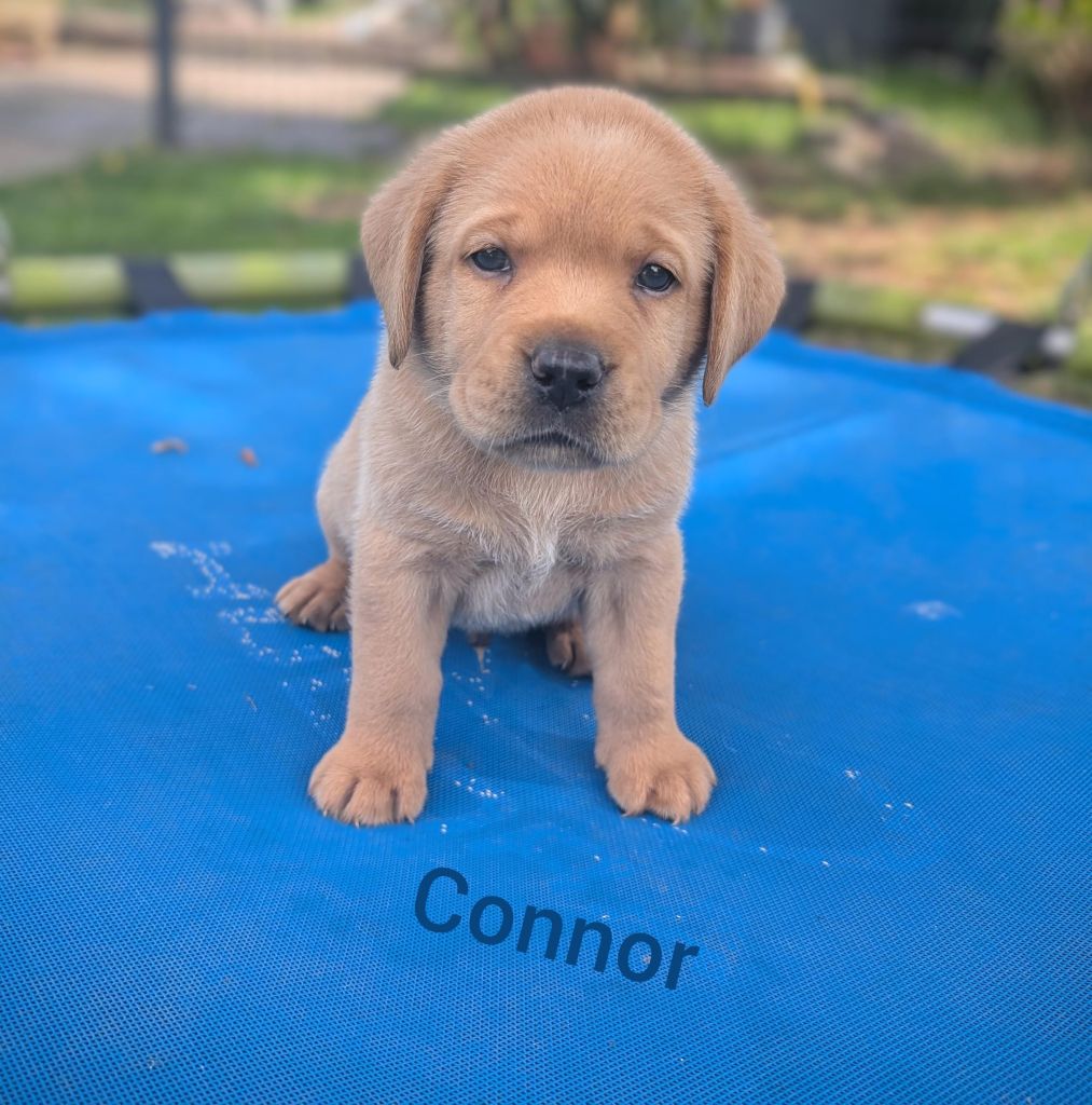 Connor.jpg