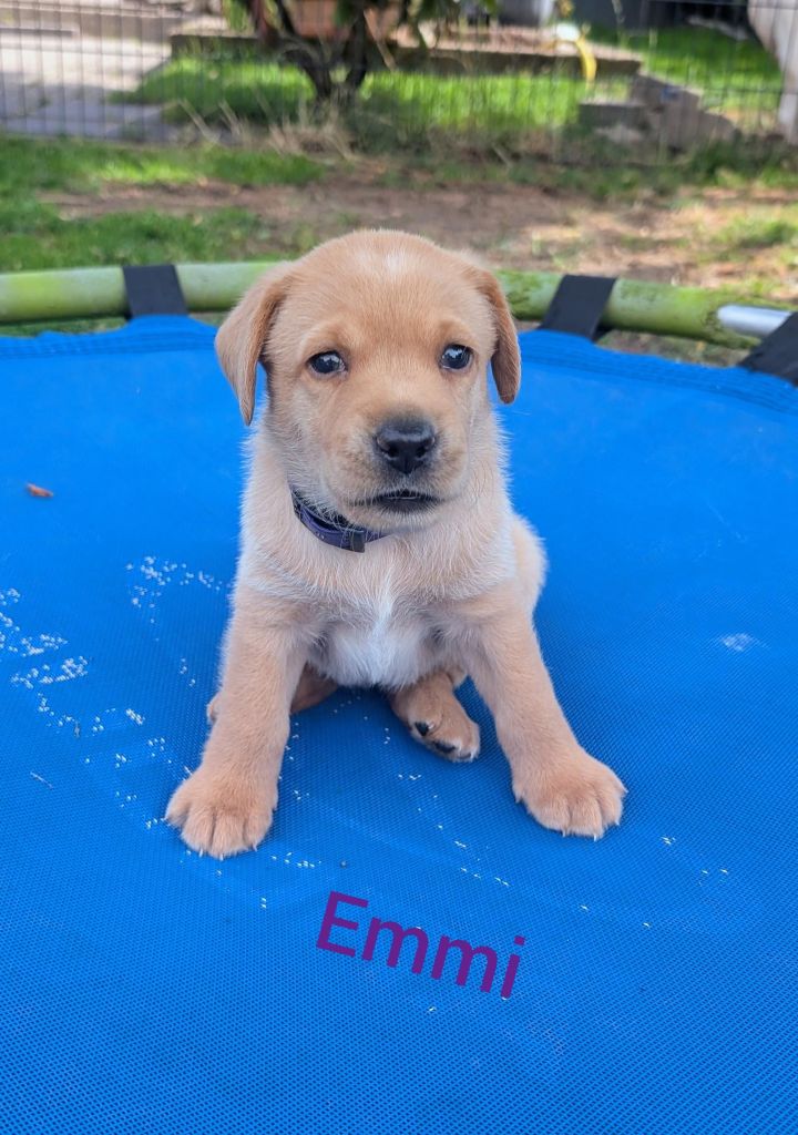 Emmi.jpg