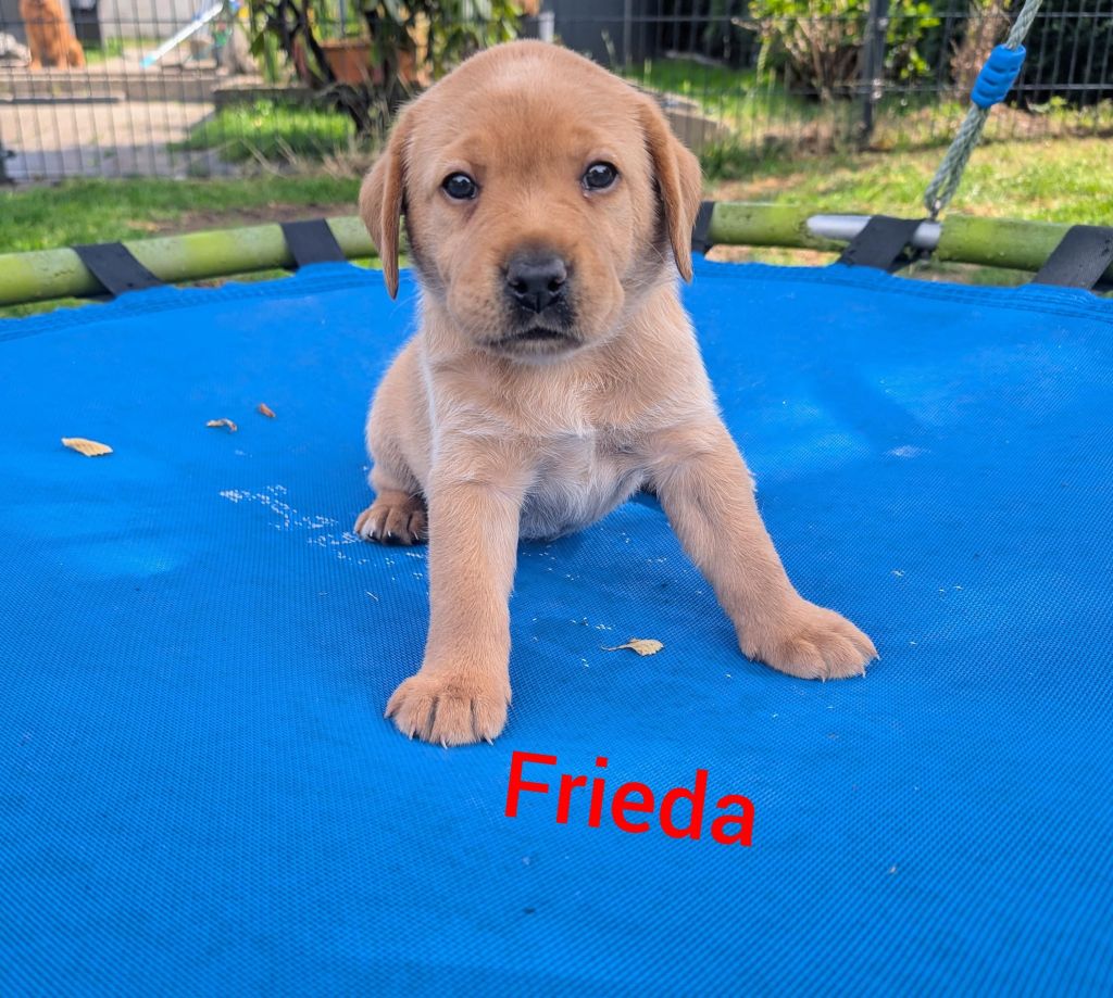 Frieda.jpg