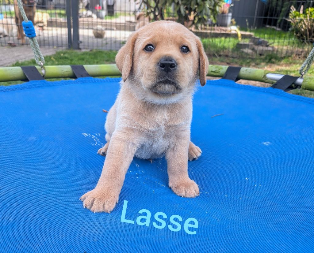 Lasse.jpg