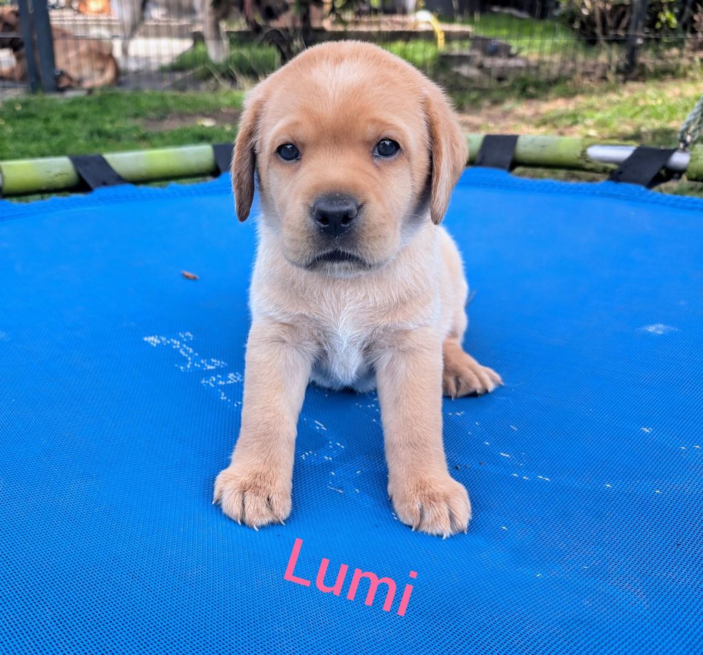 Lumi.jpg