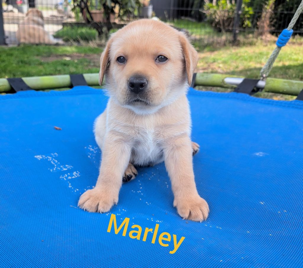 Marley.jpg