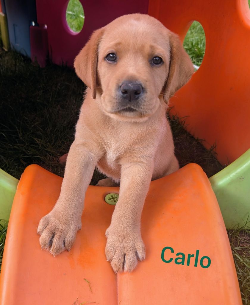 Carlo.jpg