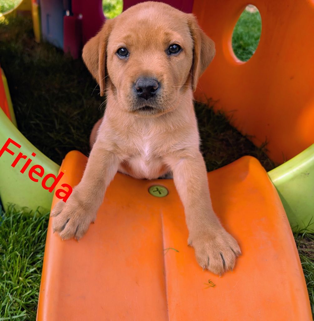 Frieda.jpg