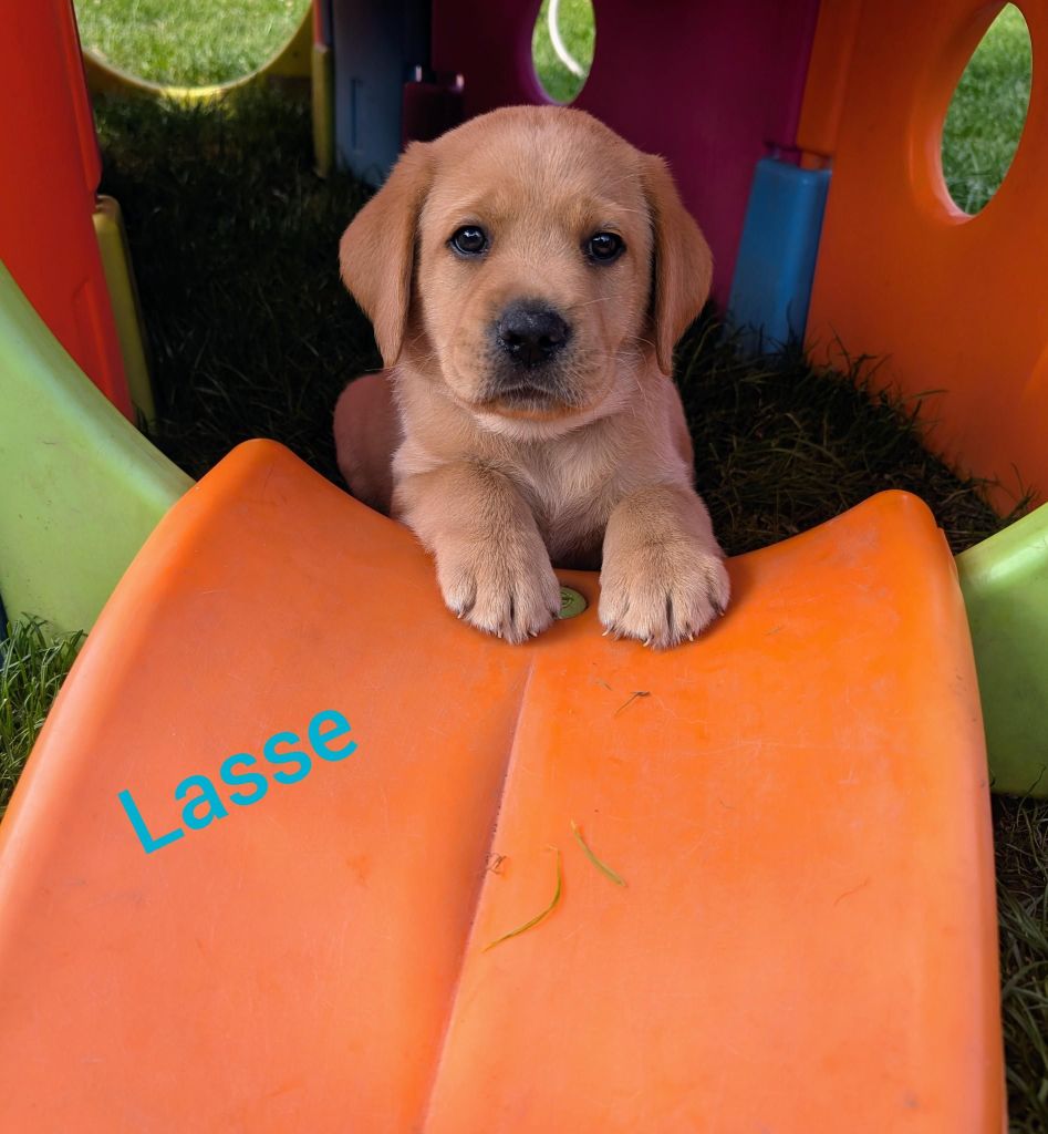 Lasse.jpg