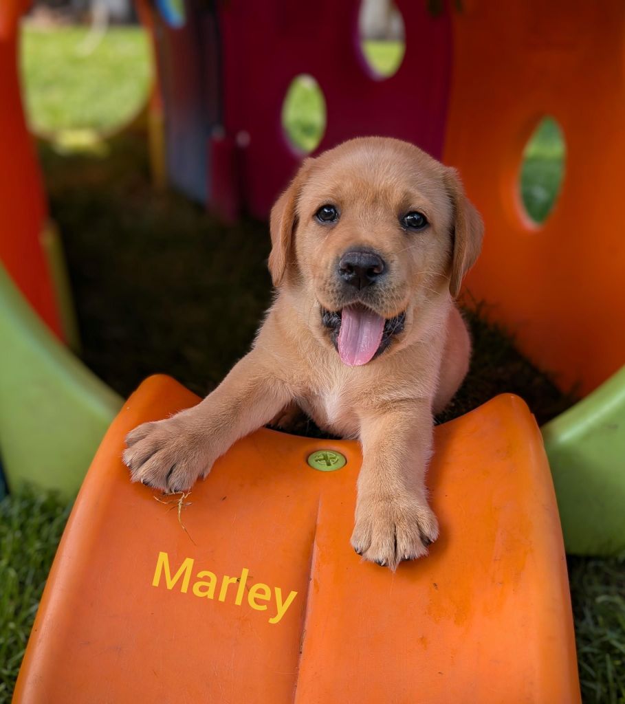 Marley.jpg