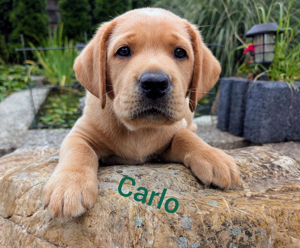 Carlo.jpg