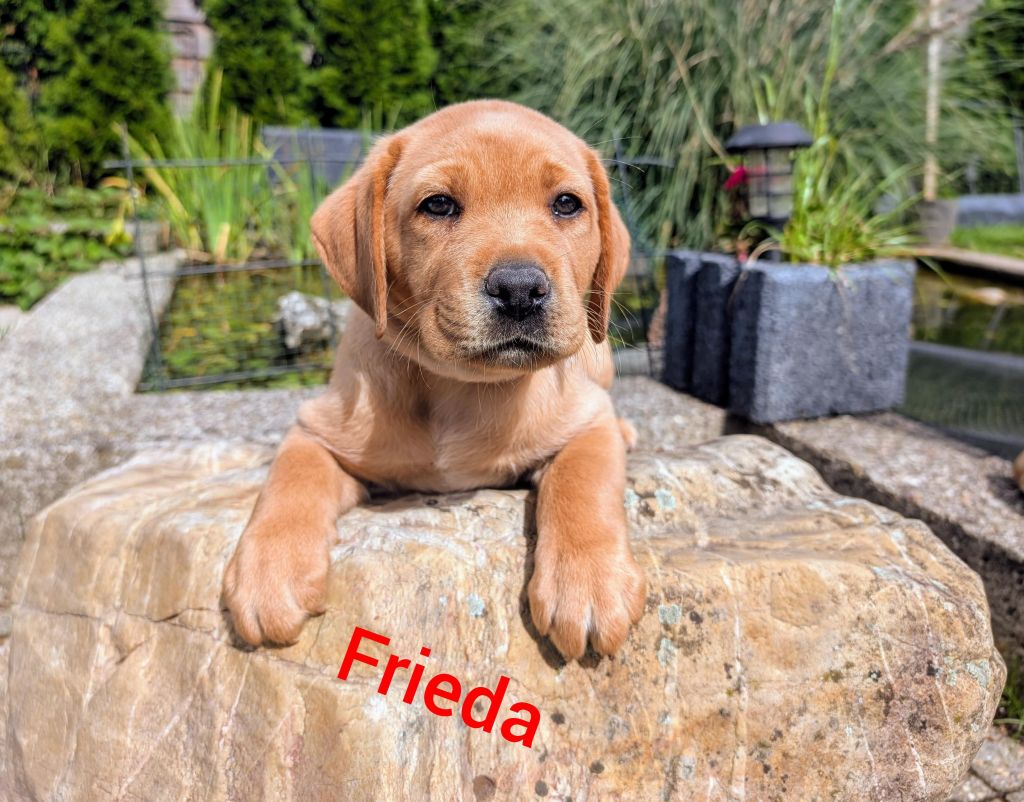 Frieda.jpg