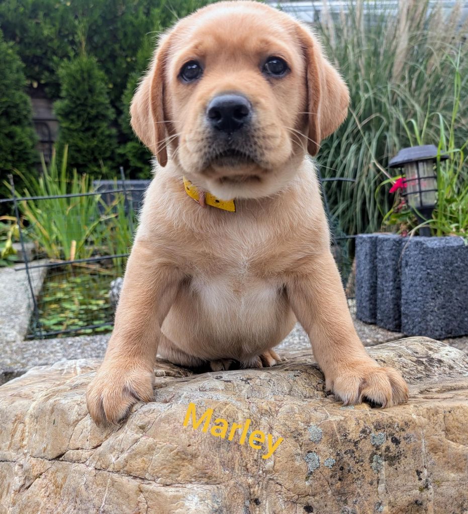 Marley.jpg