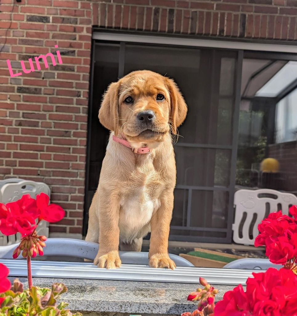 Lumi.jpg