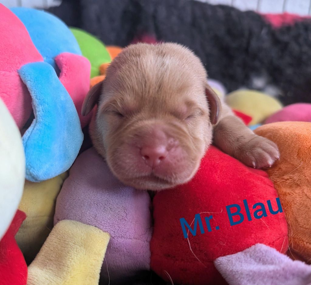 Mr. Blau.jpg