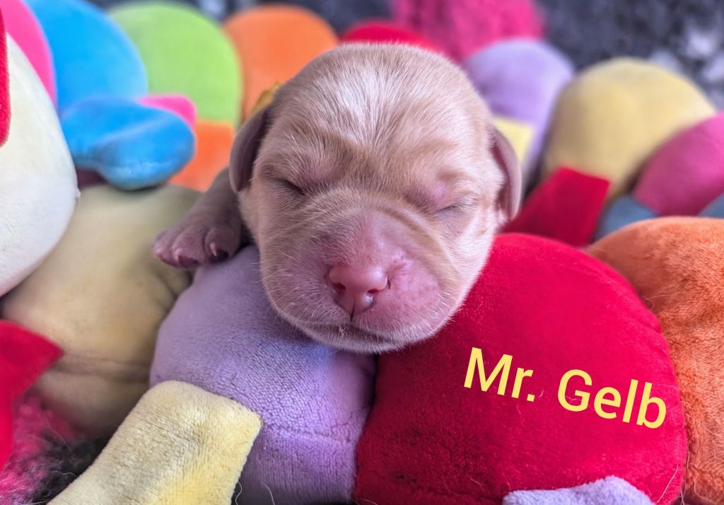 Mr. Gelb.jpg