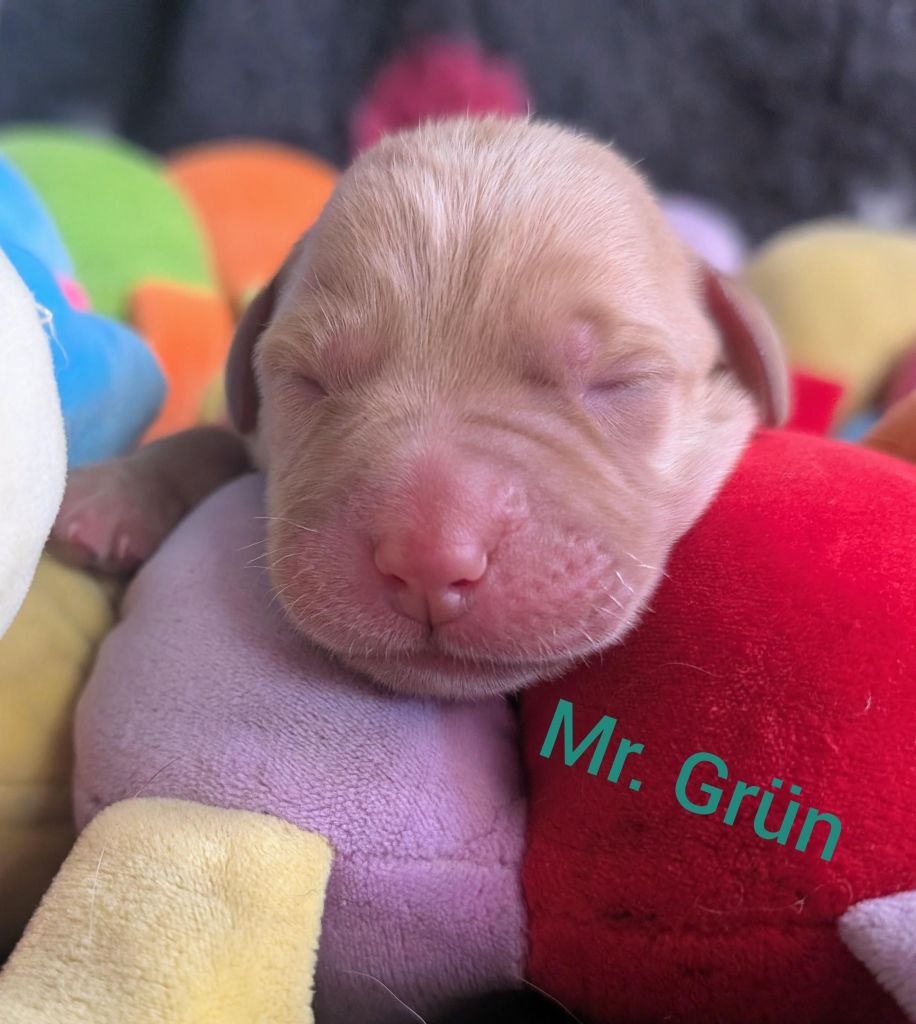 Mr. Grün.jpg