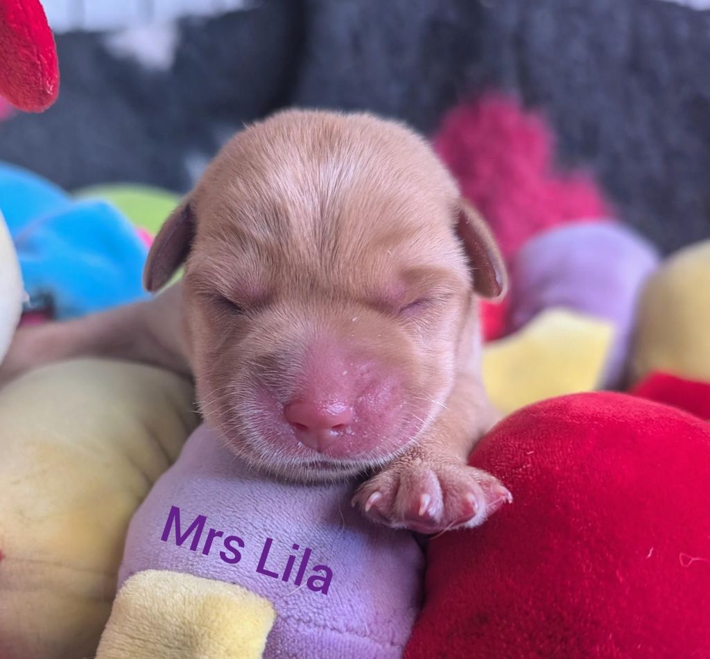 Mrs Lila.jpg