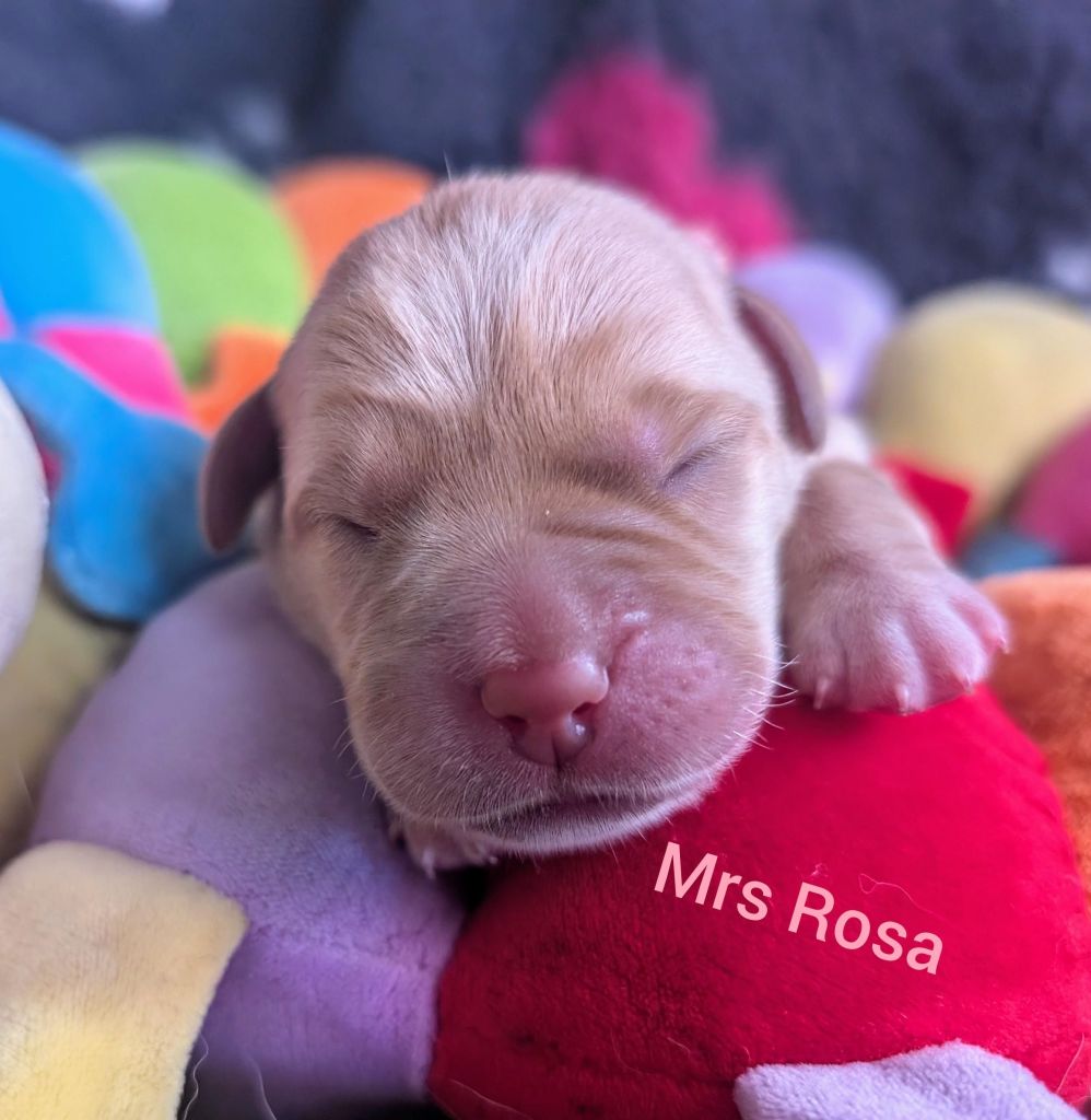 Mrs Rosa.jpg