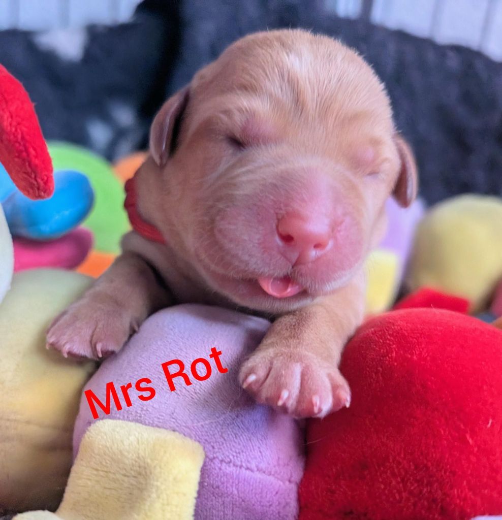 Mrs Rot.jpg