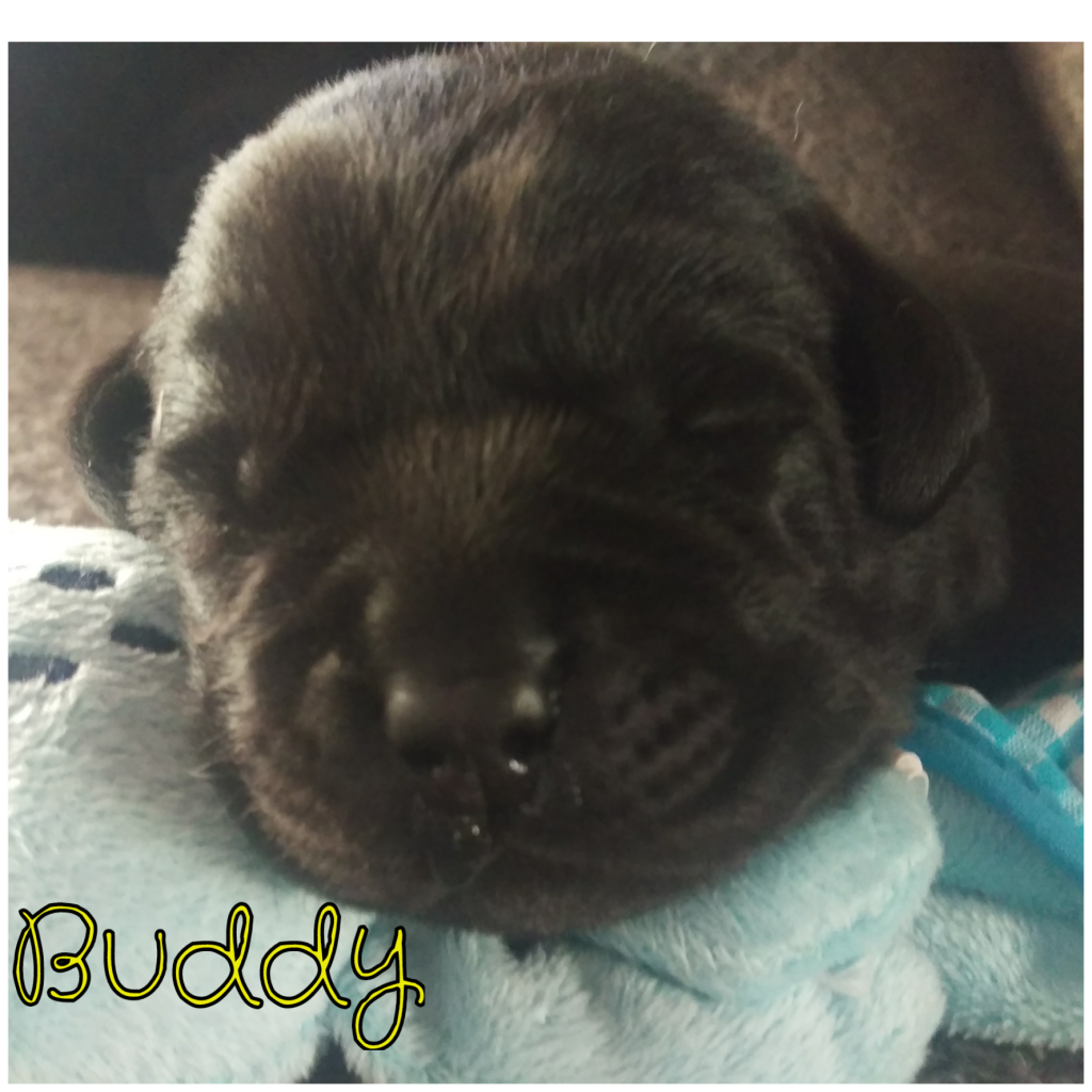 Buddy.png