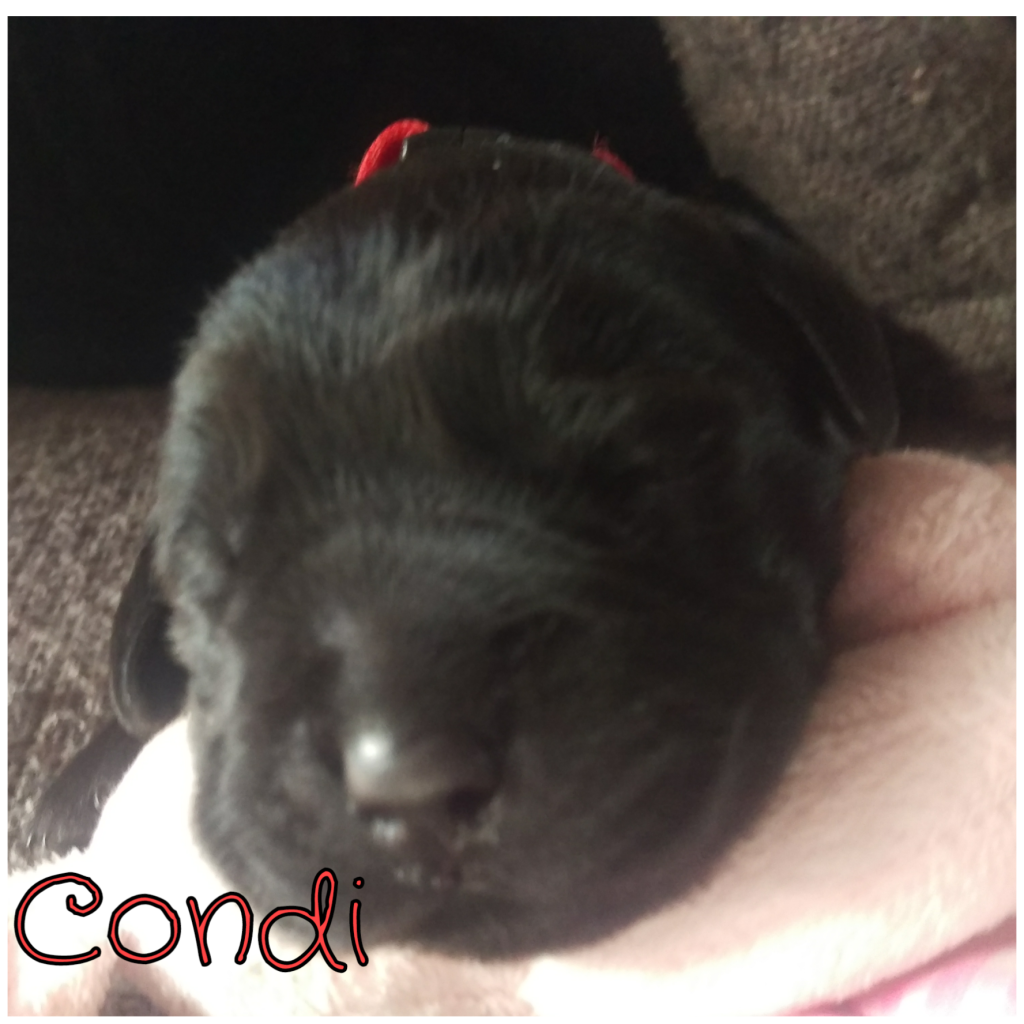 Condi.png