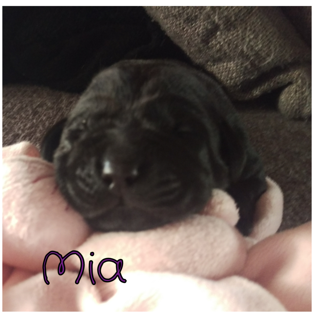 Mia.png