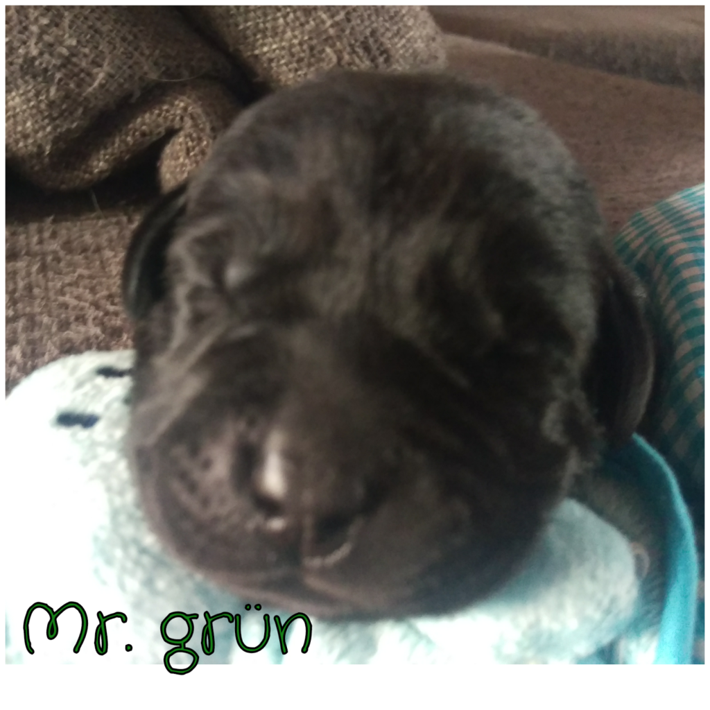 Mr. Grün.png