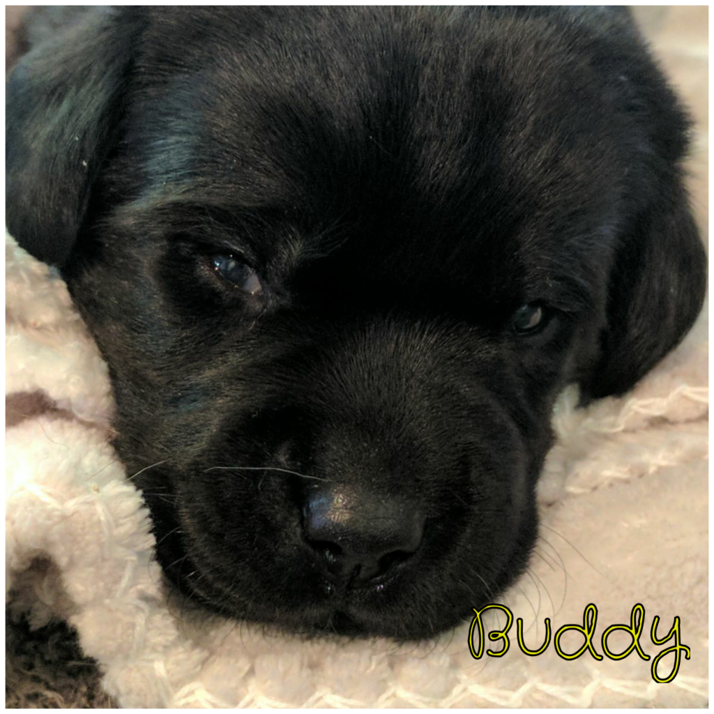 Buddy.png