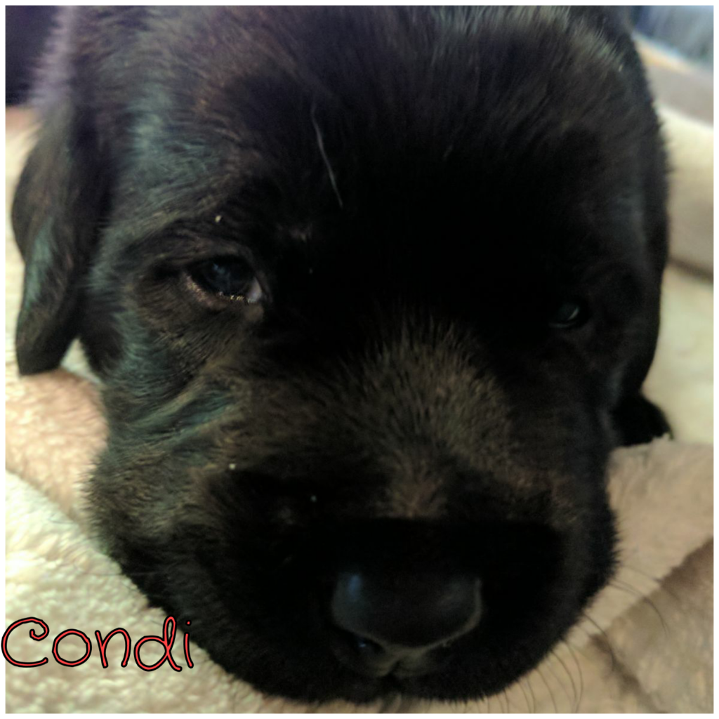 Condi.png
