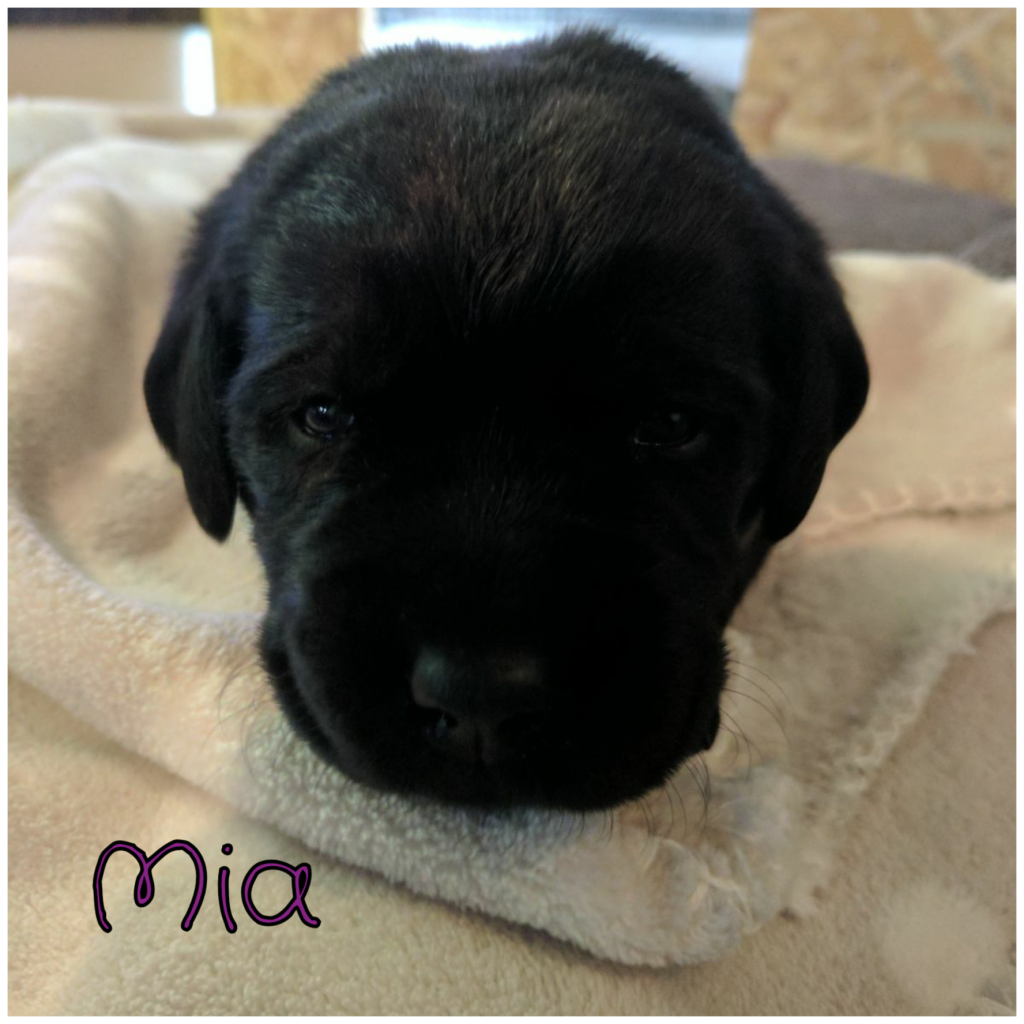 Mia (2).png