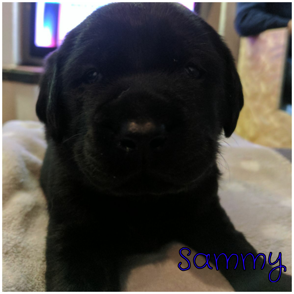 Sammy.png