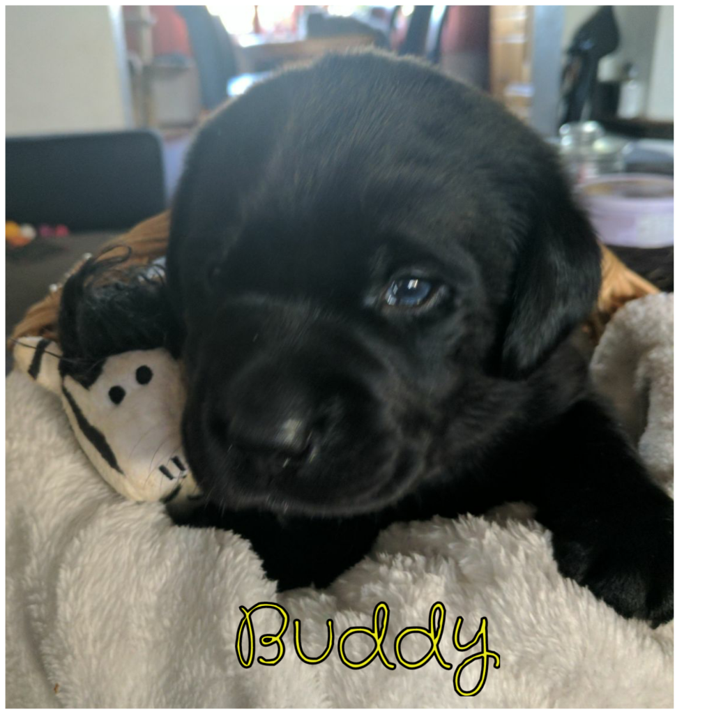 Buddy.png