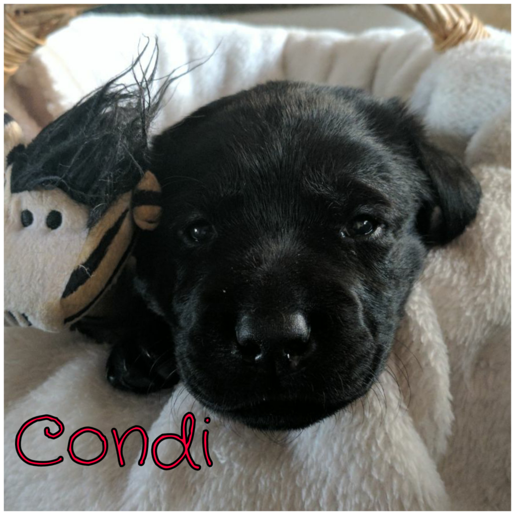 Condi.png