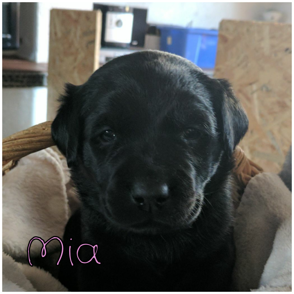 Mia (2).png