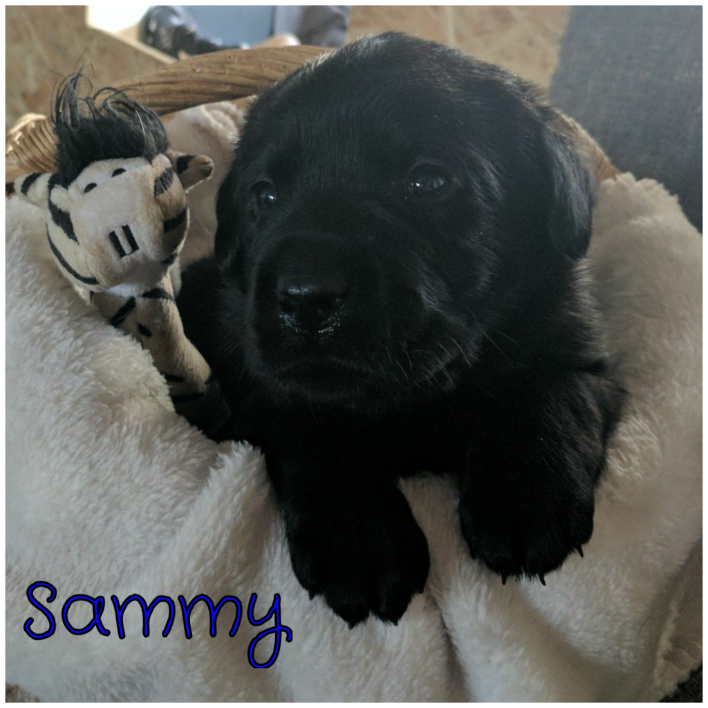 Sammy.png