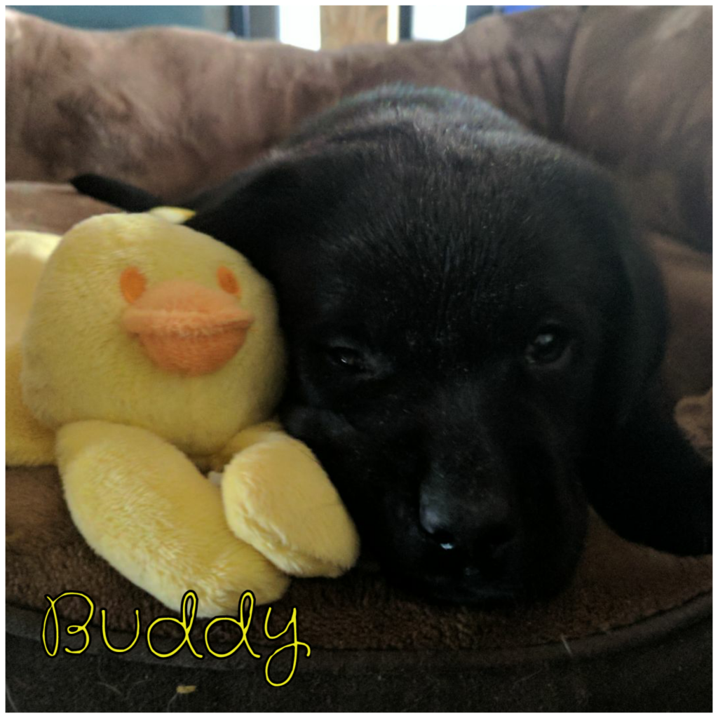Buddy.png