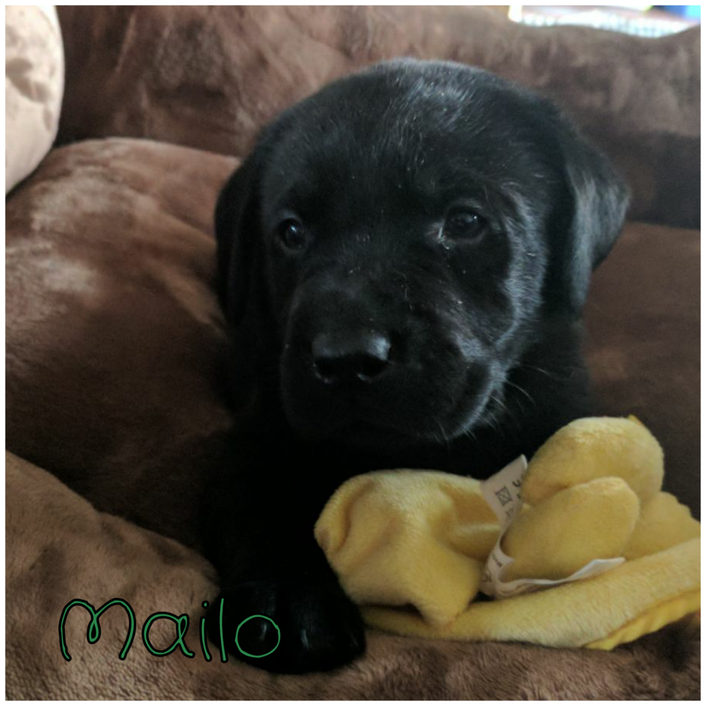 Mailo.png