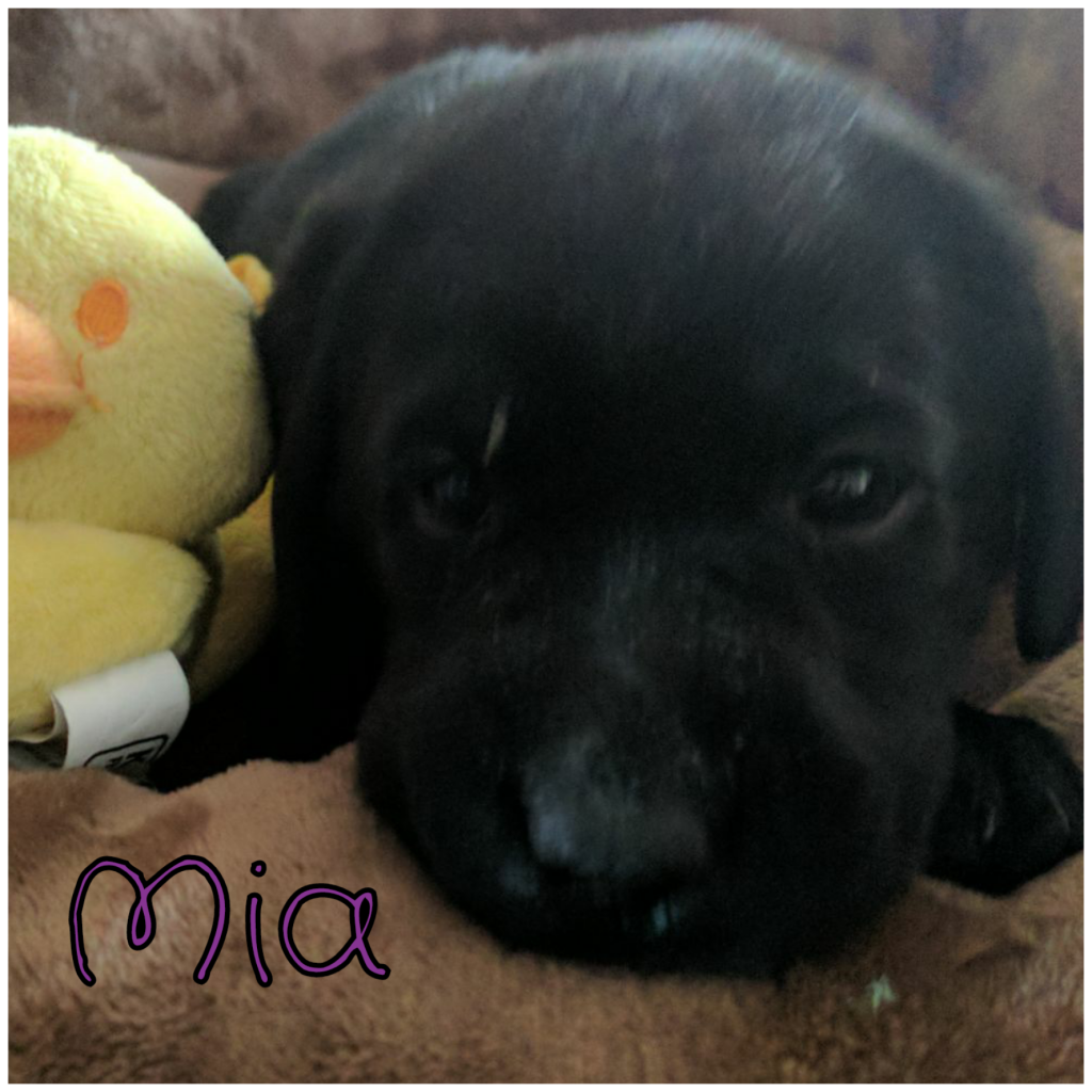 Mia (2).png